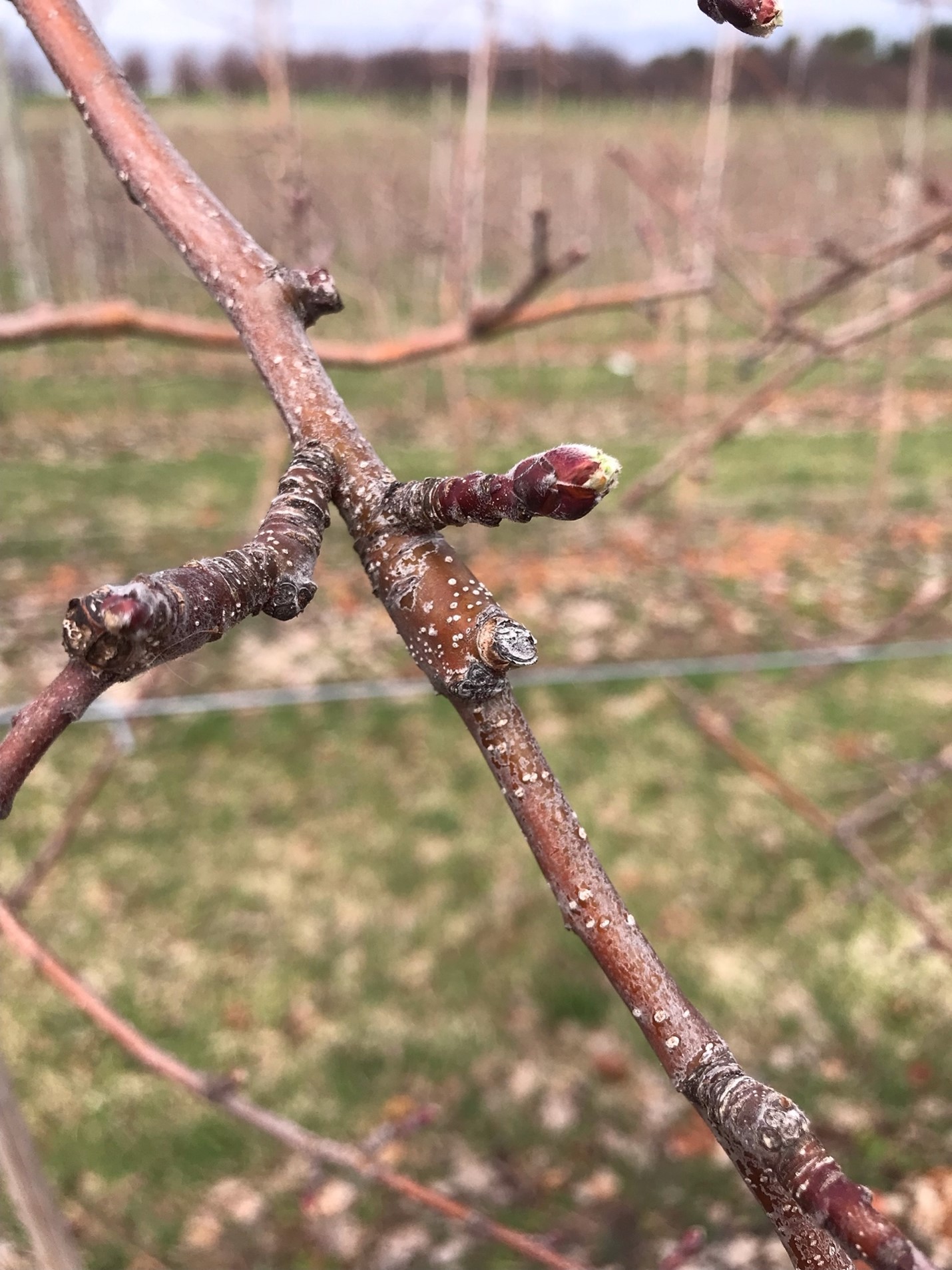 Honeycrisp apples are blooming.